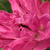 Ružičasta - Grmolike ruže - Pink Grootendorst